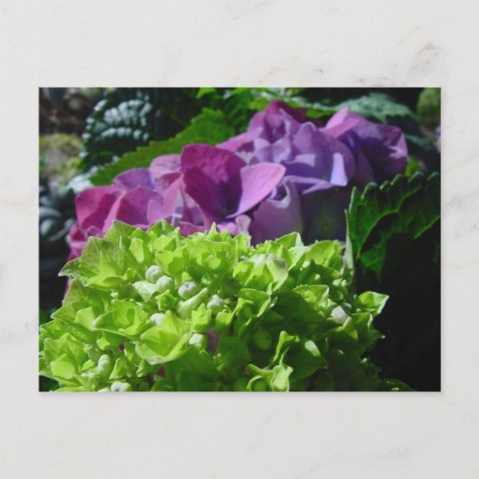 Lila Hydrangeas-Postkarte Postkarte (Vorderseite)