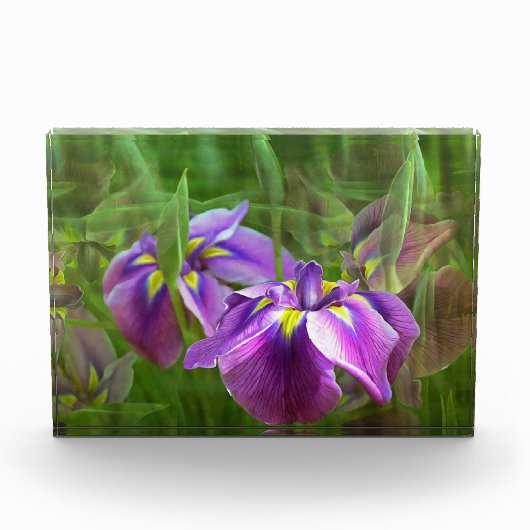 Lila Ire in Motion Fotoblock (Vorderseite)