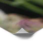 Lila Ire! Poster (Ecke)