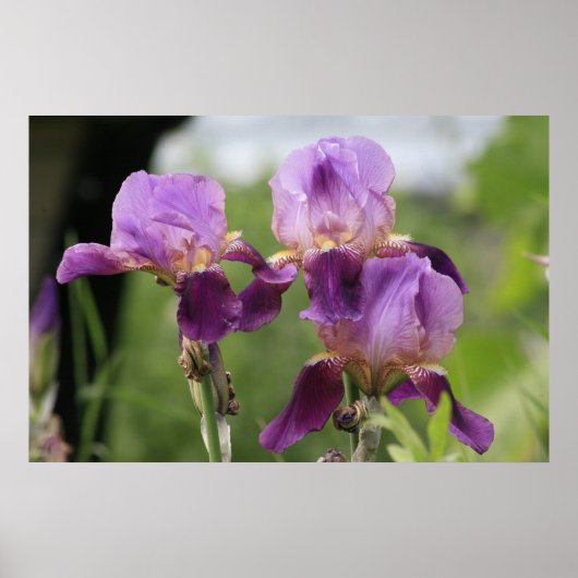 Lila Ire! Poster (Vorne)