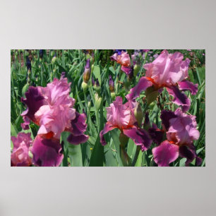 Lila Ire Spring Floral Poster