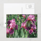 Lila Ire Spring Floral Postkarte (Vorne/Hinten)