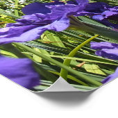 Lila Iren und Blue Sky Poster (Ecke)