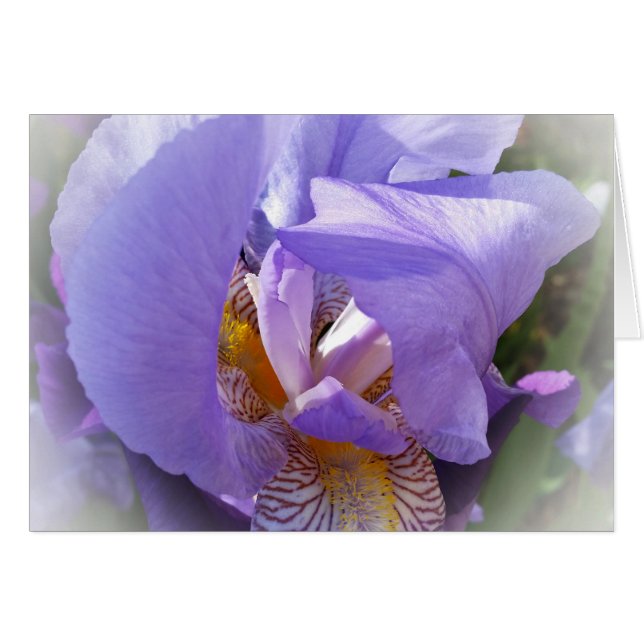 lila Iris (Vorderseite (Horizontal))