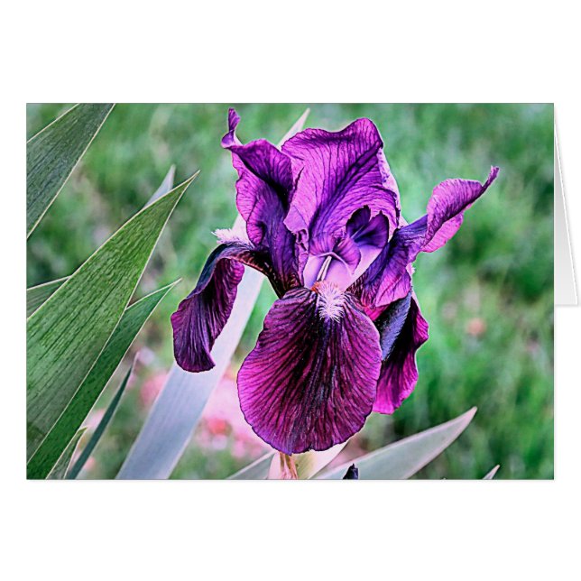 Lila Iris (Vorderseite (Horizontal))