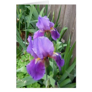 Lila Iris