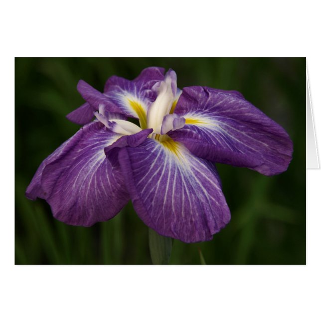 Lila Iris (Vorderseite (Horizontal))