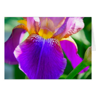 Lila Iris