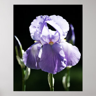 Lila Iris 8393 Druck Poster