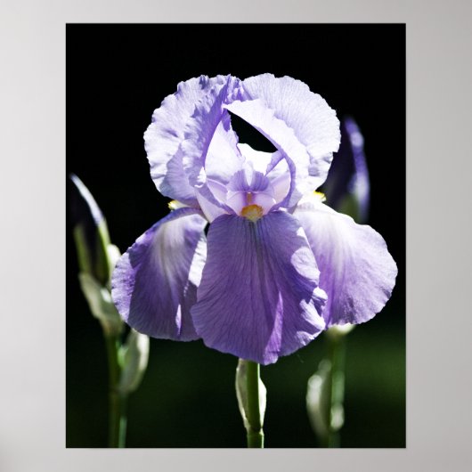 Lila Iris 8393 Druck Poster (Vorne)