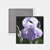 Lila Iris 8393 Magnet (Vorderseite/Rückseite)