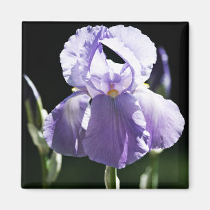 Lila Iris 8393 Magnet