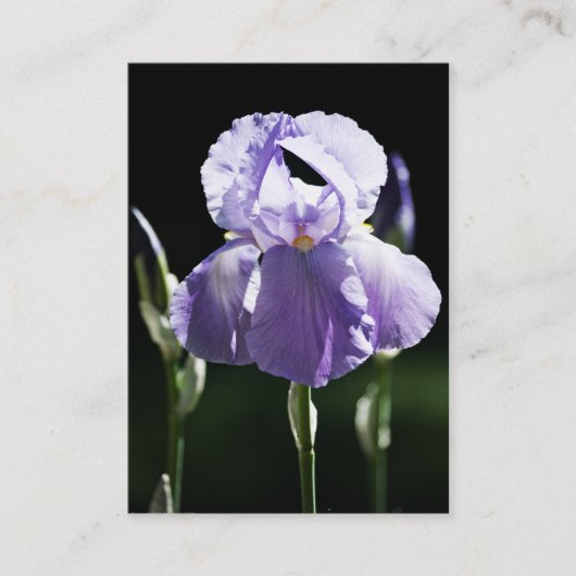 Lila Iris 8393 Mini Print Visitenkarte (Vorderseite)