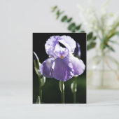 Lila Iris 8393 Postkarte (Stehend Vorderseite)