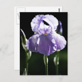 Lila Iris 8393 Postkarte (Vorne/Hinten)