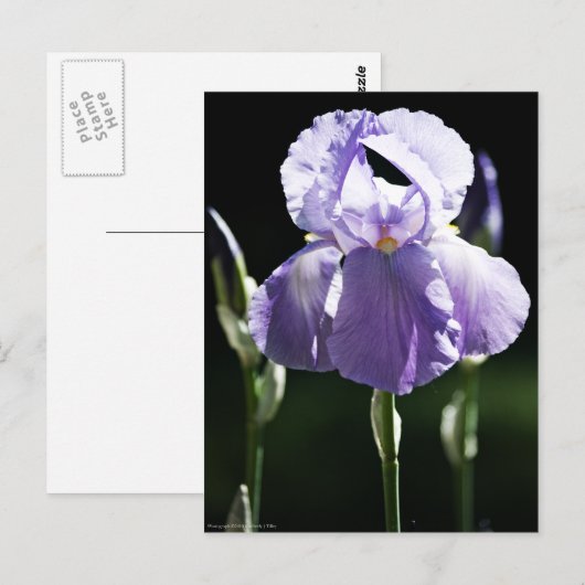 Lila Iris 8393 Postkarte (Vorne/Hinten)