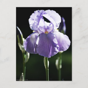 Lila Iris 8393 Postkarte