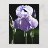 Lila Iris 8393 Postkarte (Vorderseite)