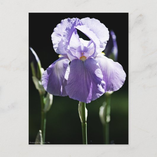 Lila Iris 8393 Postkarte (Vorderseite)