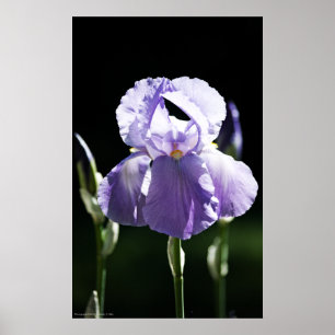 Lila Iris 8393 Print Poster