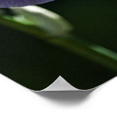 Lila Iris 8393 Print Poster (Ecke)