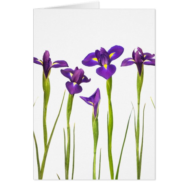 Lila Iris abgeschieden auf einem weißen (Vorne)