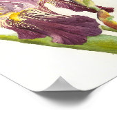 Lila Iris Aquarell Poster (Ecke)