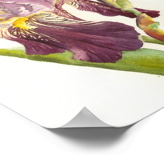 Lila Iris Aquarell Poster (Ecke)