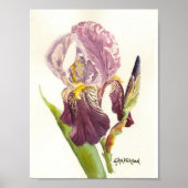 Lila Iris Aquarell Poster (Vorne)