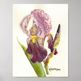 Lila Iris Aquarell Poster