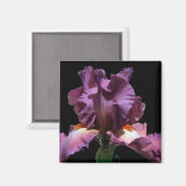 Lila Iris auffallend Magnet (Vorderseite/Rückseite)