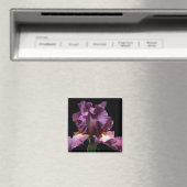 Lila Iris auffallend Magnet (In Situ (Geschirrspüler))