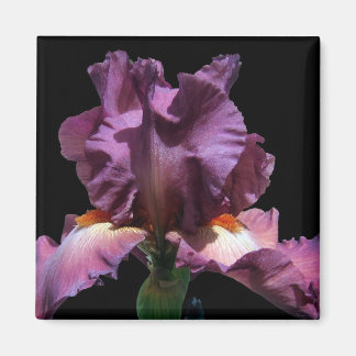 Lila Iris auffallend Magnet