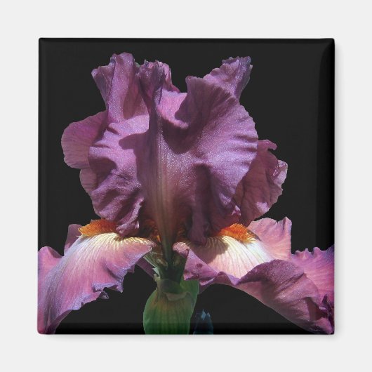 Lila Iris auffallend Magnet (Vorne)