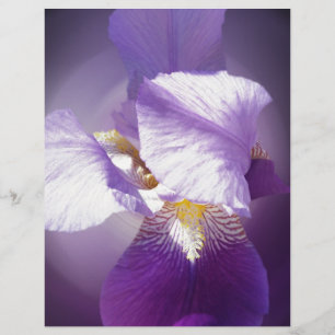 lila Iris-Blume