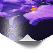 Lila Iris-Blume 8x8 Fotodruck (Ecke)