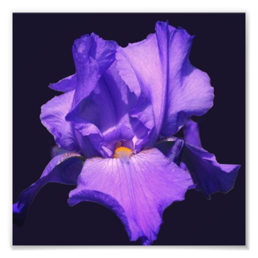 Lila Iris-Blume 8x8 Fotodruck (Vorne)