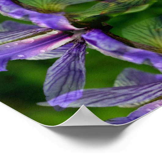 Lila Iris-Blume Abstrakt Poster (Ecke)