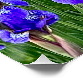 Lila Iris-Blume am Ufer Poster (Ecke)
