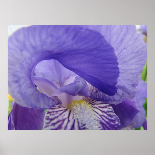Lila Iris Blume Art Poster Blumendrucke (Vorne)