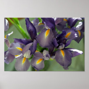 Lila Iris Blume Art Print Poster