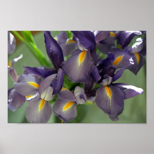 Lila Iris Blume Art Print Poster (Vorne)