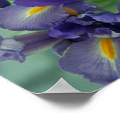Lila Iris Blume Art Print Poster (Ecke)