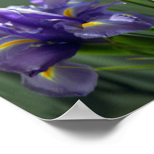 Lila Iris Blume Art Print Poster (Ecke)