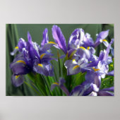 Lila Iris Blume Art Print Poster (Vorne)