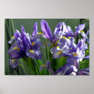 Lila Iris Blume Art Print Poster