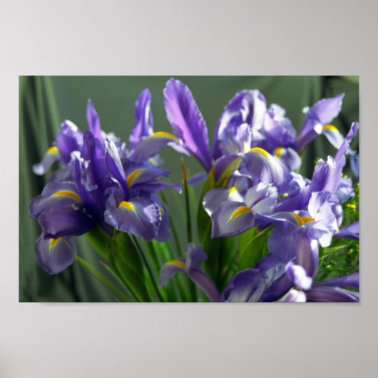 Lila Iris Blume Art Print Poster (Vorne)