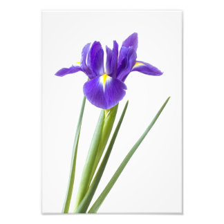 Lila Iris-Blume auf weiß Fotodruck