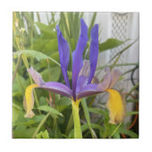 Lila Iris Blume Außenbereich Garten Natur Foto Fliese (Vorderseite)