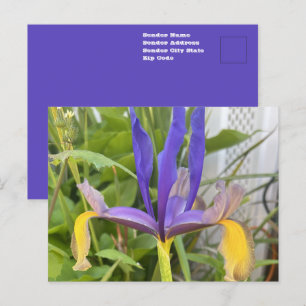 Lila Iris Blume Außenbereich Garten Natur Foto Postkarte